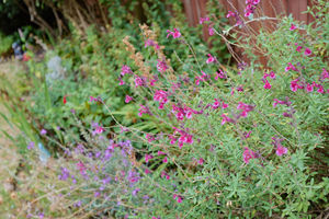 Photo 24- click for photo gallery